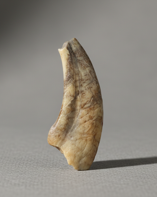 Rare cf. Ornithocheirid Pterosaur Claw, Early Cretaceous - Erlhaz Fm, Gadoufaoua, Niger
