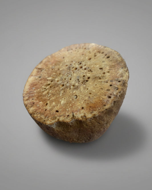 Fossilised Sponge Sp. Siphonia-Upper Chalk, Fontmaure, Vienne, France, Cretaceous Period