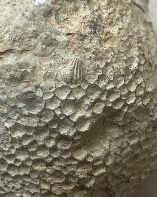 Favosites sp. Coral – Silurian (Wenlock Series), Dudley, England – With Original Label