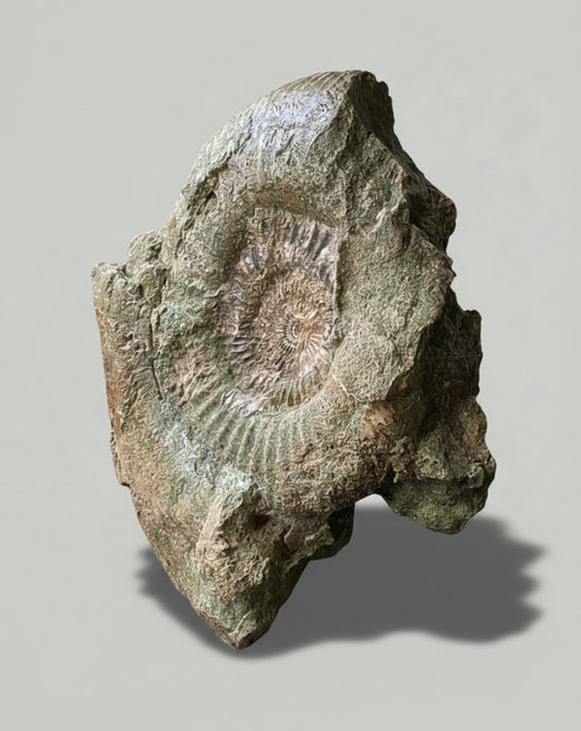 XL Ammonite Specimen With Intricate Suture Patterns and Bivalves Attached, Jurassic Period - Dorset Coast, England