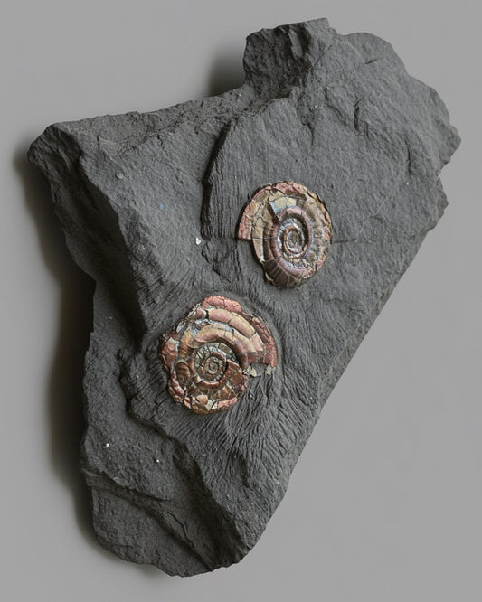Multi Irridescent Psiloceras Planorbis Death Bed, Somerset Jurassic Coast, UK.