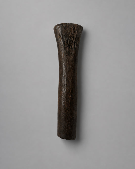Native American Worked Animal Bone Expanded-Head Pin (Hair Ornament) - Santa Fe River, Florida - Middle Archaic Period, c. 5000-4500 BC