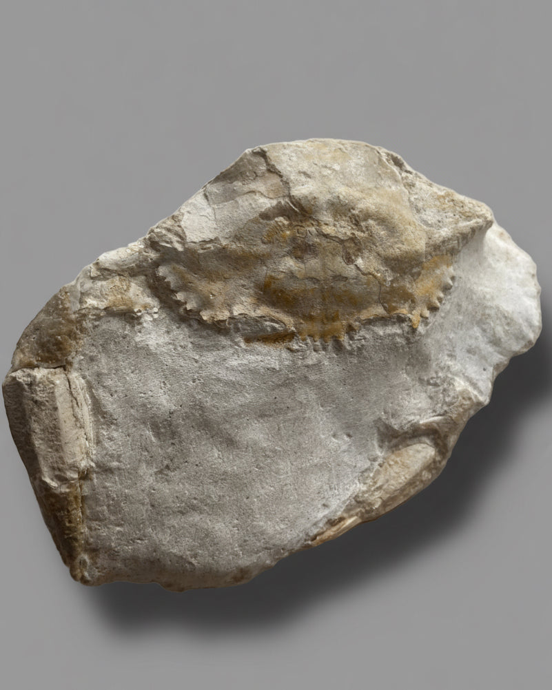 Highly Detailed Crab Fossil (Neptunus monspeliensis) - Pliocene, Sardinia