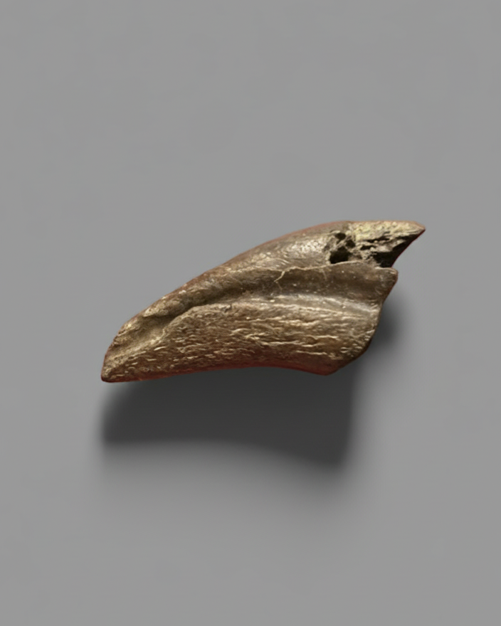 Dromaeosaur RAPTOR Dinosaur Pedal Claw. Cretaceous. Lance Formation, USA