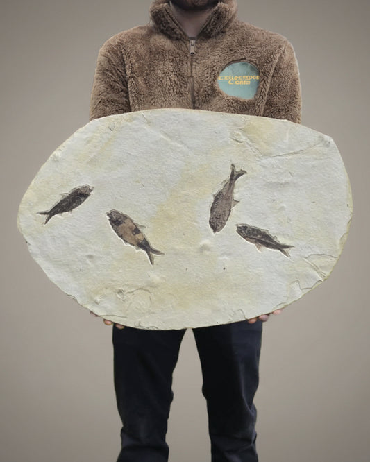 615mm Knightia Eoceana Mortality Slab - Eocene Epoch, Green River Formation, Wyoming, USA