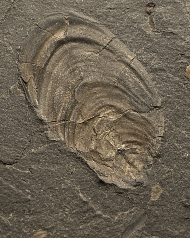 Double Sided Jurassic Bivalve Slab- Golden Pyritised Pseudomytiloides dubius + Impressive 3D Example - North Yorkshire Coast, England