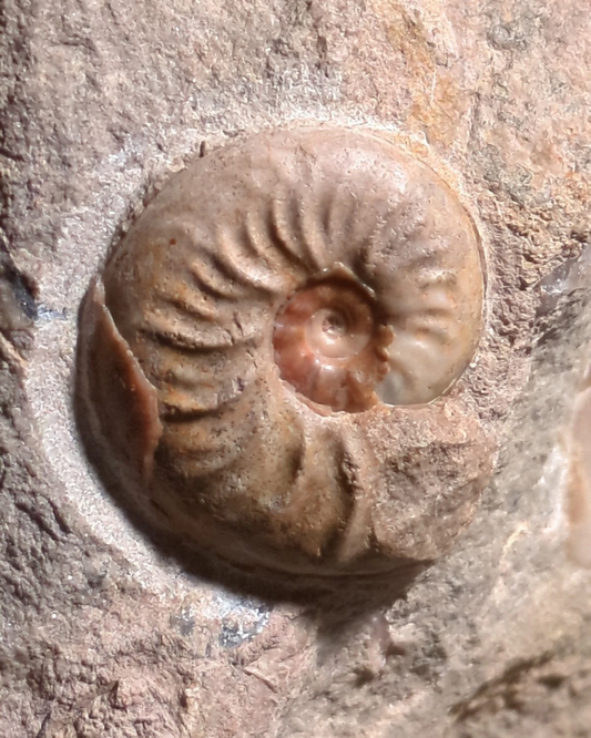 Ludwiga Ammonite with Two Pecten Bivalves on Limestone Matrix, Upper Jurassic, Burton Bradstock, Dorset, UK