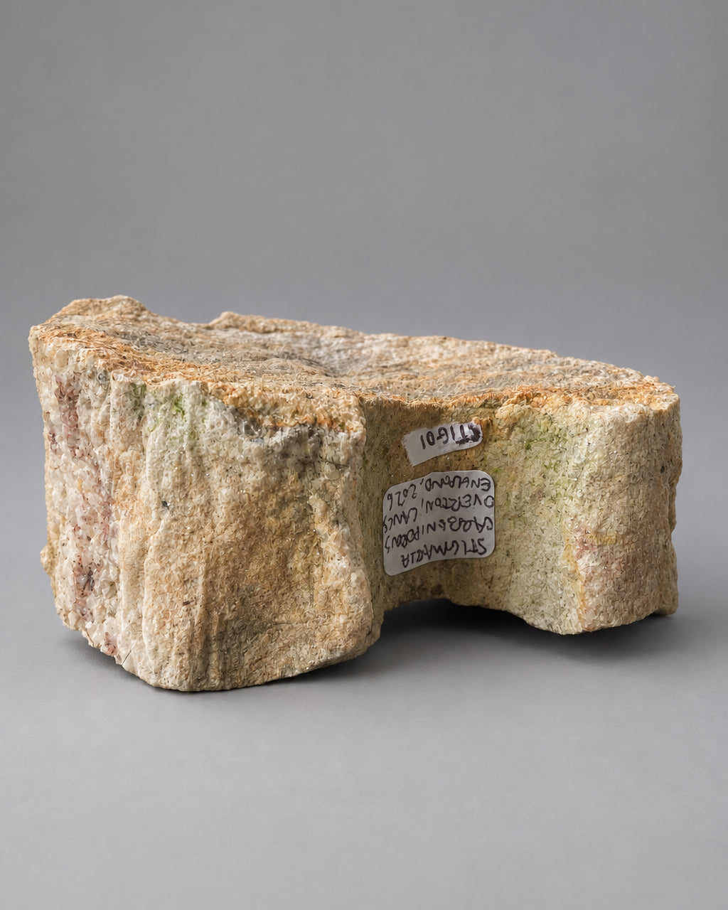 Section of Fossilised Lycopod Tree Root (Stigmaria) - Millstone Grit - Carboniferous Period - Overton, Lancashire, England. (A)