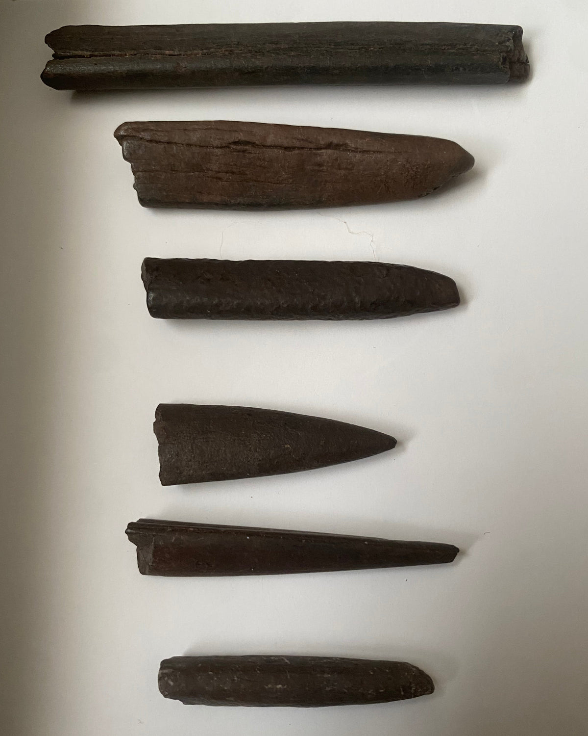 Collection of Native American Worked Bone Tools (Fishing Barbs & Perforating Awls) - Santa Fe River, Florida, USA - Middle Archaic Period, c. 5000-4500 BC (Rare)