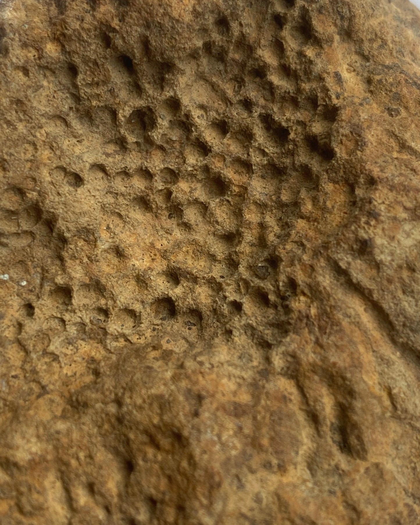 Fossilised Sponge Sp. Siphonia-Upper Chalk, Fontmaure, Vienne, France, Cretaceous Period