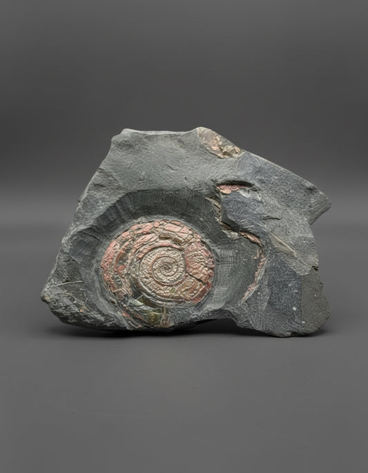 Iridescent Psiloceras Planorbis Ammonite on Matrix. Somerset Jurassic Coast, UK.