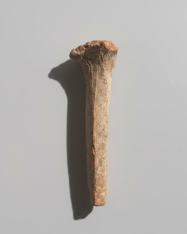 Ancient Roman Amphora Handle Section, England (Roman Britannia), c.100 - 300 AD