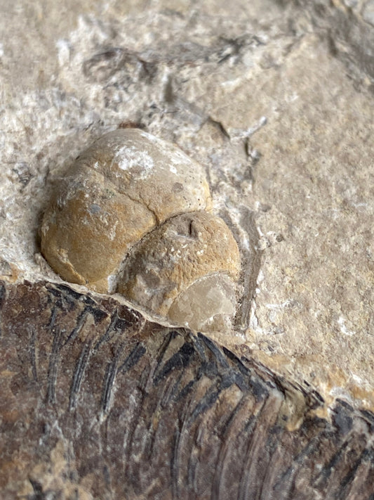 Knightia Alta Fossil Fish Mortality Slab with Calcified Gastropod, Green River Formation, USA