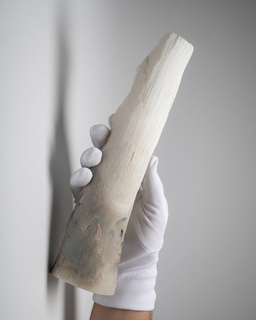 Woolly Mammoth Tusk Section (Large), Pleistocene Epoch - Permafrost find - Taimyr, Siberia, Russia