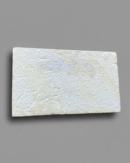 Colourful Knightia Fossil Fish On Matrix, Eocene - Green River Formation, Wyoming, USA