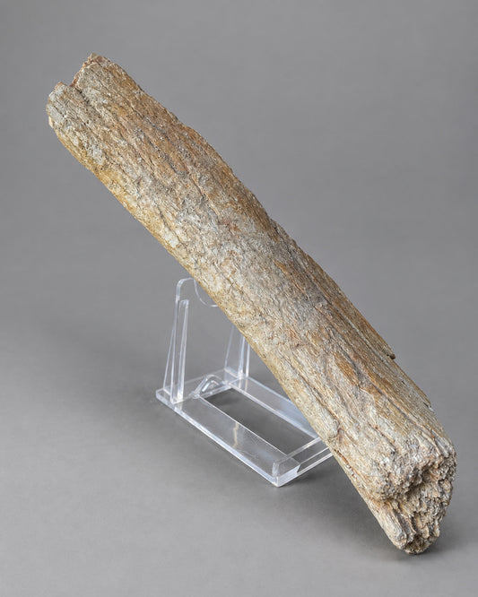 Woolly Mammoth Limb Bone (Humerus) Section - Excavated From Gravel Deposits, Berkshire, England - Late Pleistocene, c. 28,000 BC