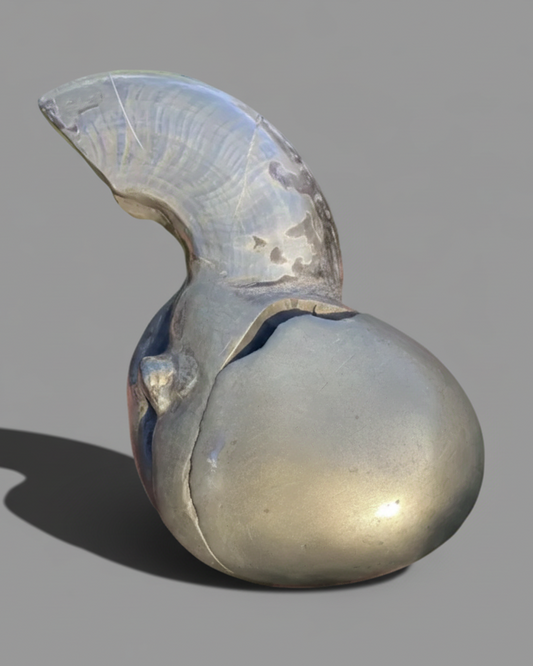 Rare Jurassic ‘Golden Egg’ Pyritised Ammonite Nodule - Encapsulated Eleganticeras + Large Protruding Ammonite Whorl (Split Pair) - Lower Jurassic, Whitby, Yorkshire Coast, England