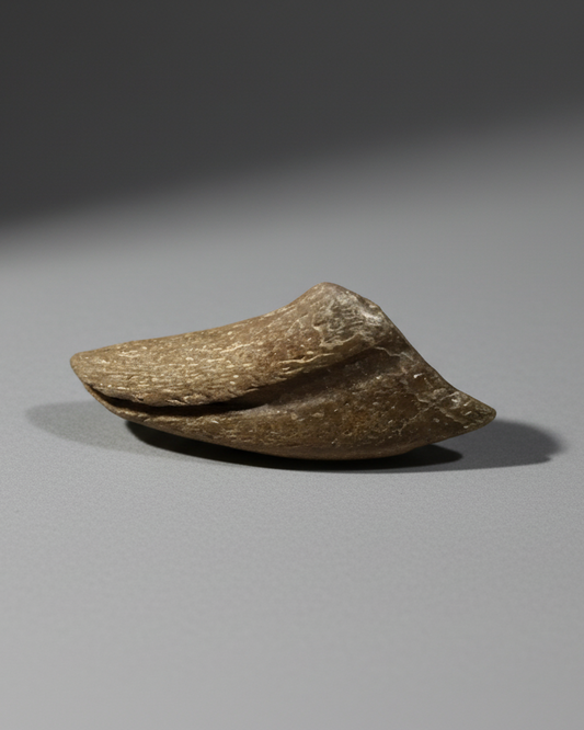 Dromaeosaur raptor claw 30mm