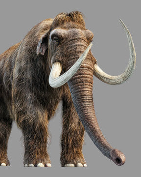 Mammuthus Primigenius (Woolly Mammoth) tusk section. Permafrost find, Siberia.(L2)