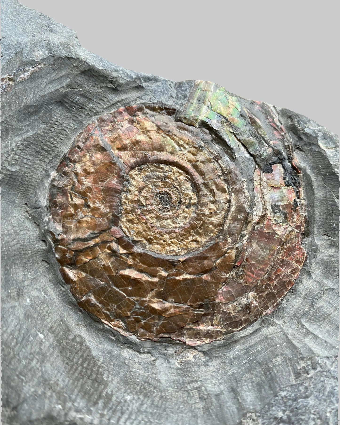 Iridescent Psiloceras Planorbis Ammonite on Matrix. Somerset Jurassic Coast, UK.