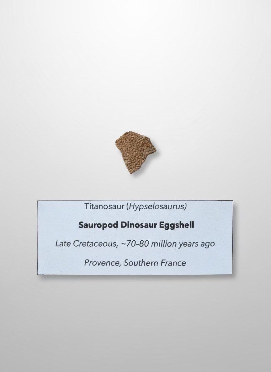 Hypselosaurus TITANOSAUR Sauropod Dinosaur Eggshell Fragment #1. Provence, France.