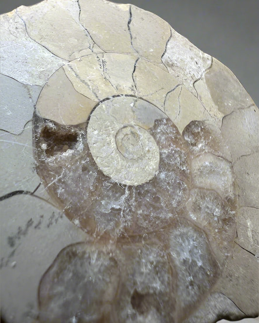 Polished Ammonite half. Morocco.