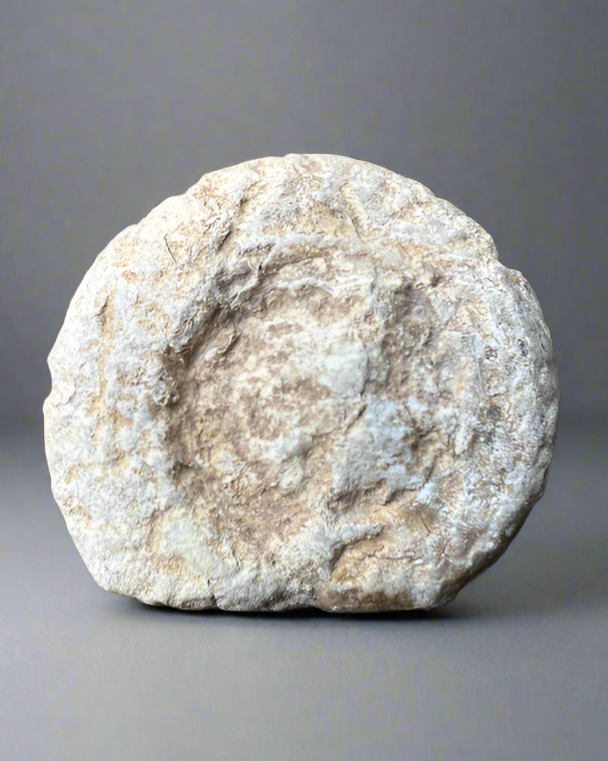 Polished Ammonite half. Morocco.