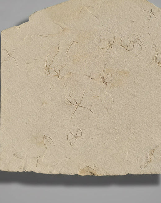 Jurassic Mortality Plate with colony of 16 Starfish (Geocoma carinata). Museum Quality. Solnhofen Formation, Germany