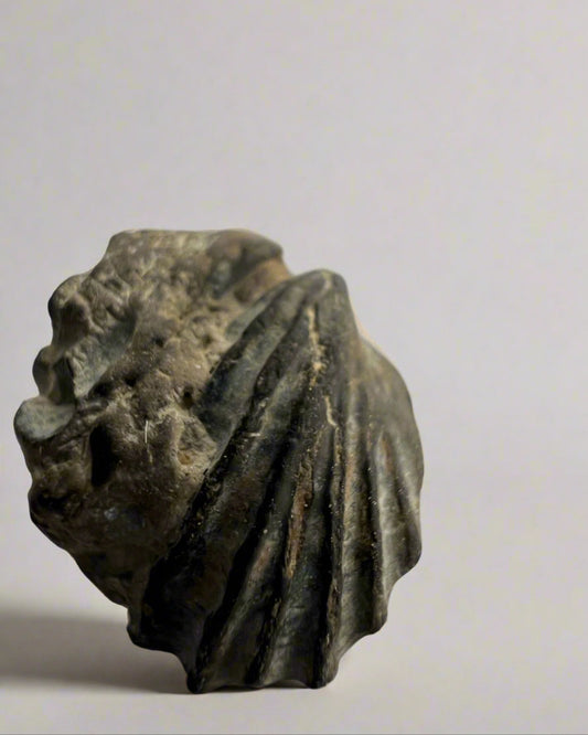 Premium Bivalve sp.Birostrina Sulcata. Cretaceous Gault clay, Folkstone.