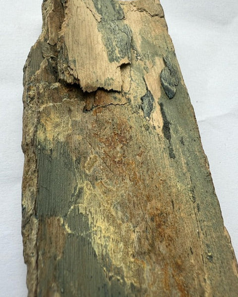 Mammuthus Primigenius (Wooly Mammoth) tusk section. Siberia.(#L2)