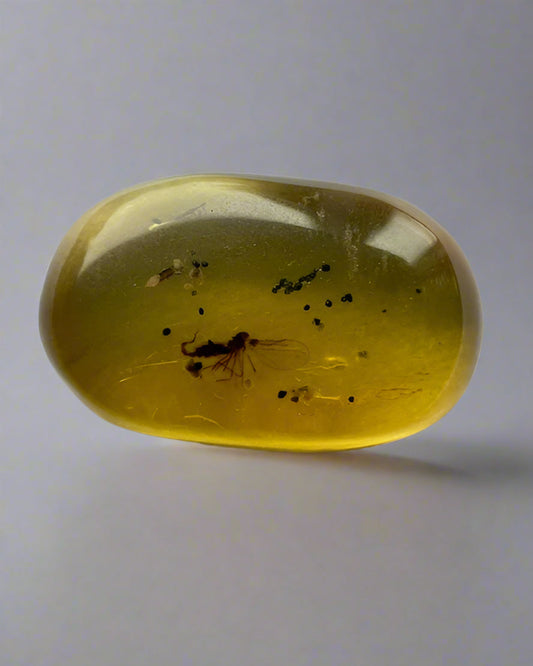 Nematocera: (Thread-Horn). Burmese Amber with Genuine Fossil Inclusion.