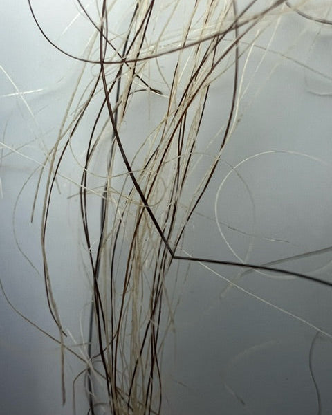 Mammuthus Primiginus (Woolly Mammoth) HAIR. Siberian Permafrost find (Tamiyr, Siberia, Russia)