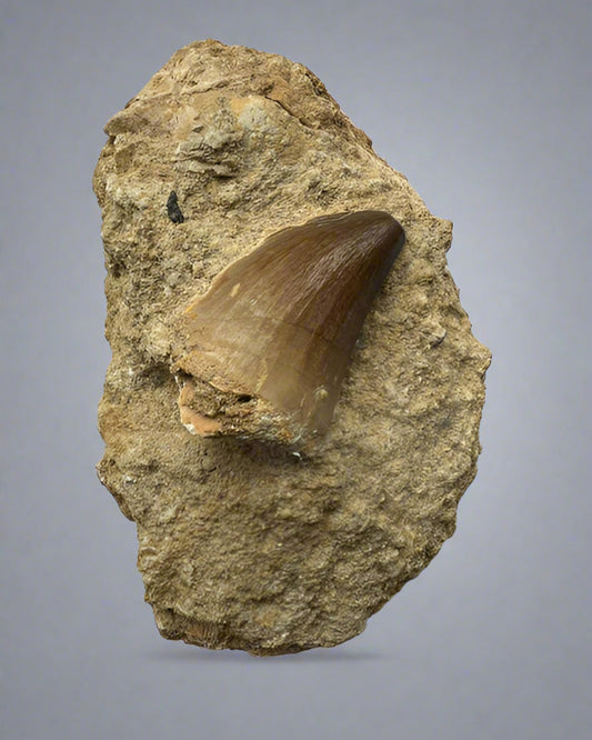 Mosasaurs anceps Tooth on matrix. Morocco. Cretaceous.