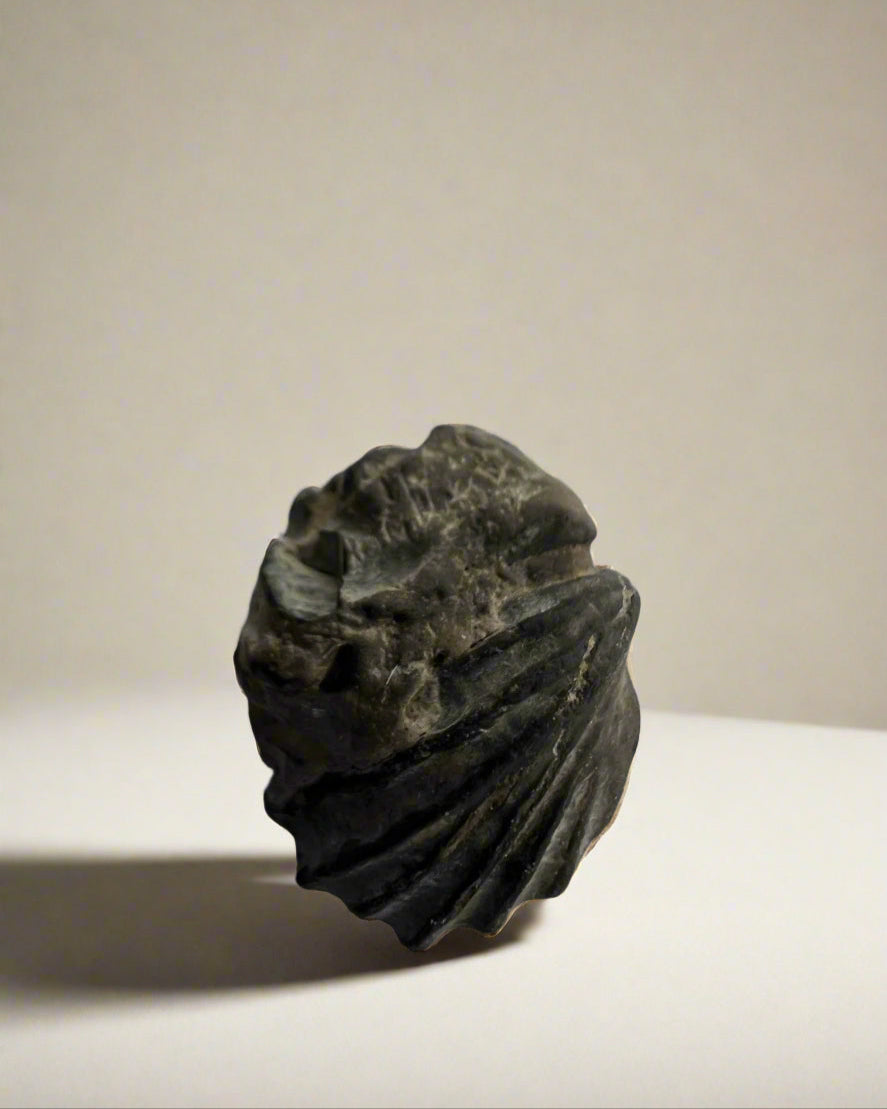 Premium Bivalve sp.Birostrina Sulcata. Cretaceous Gault clay, Folkstone.