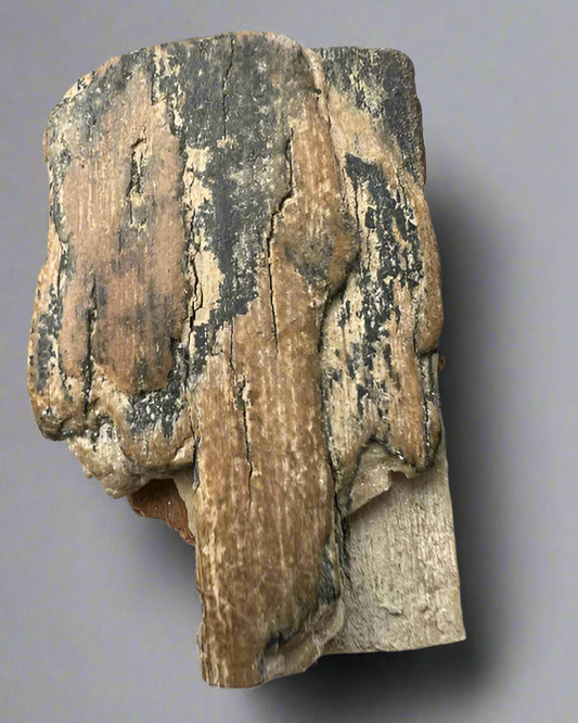 Mammuthus Primigenius (Wooly Mammoth) small tusk fragment. Siberia. Boxed with label.(#2)