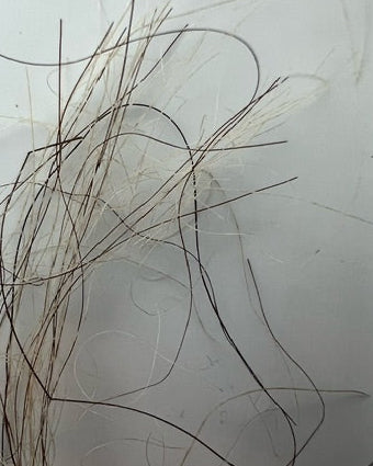 Mammuthus Primigenius (Woolly Mammoth) HAIR. Siberian Permafrost find (Taimyr, Siberia, Russia)