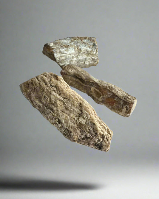 Fossilized Araucaria (monkey puzzle) root raw fragments. Pack of 5.