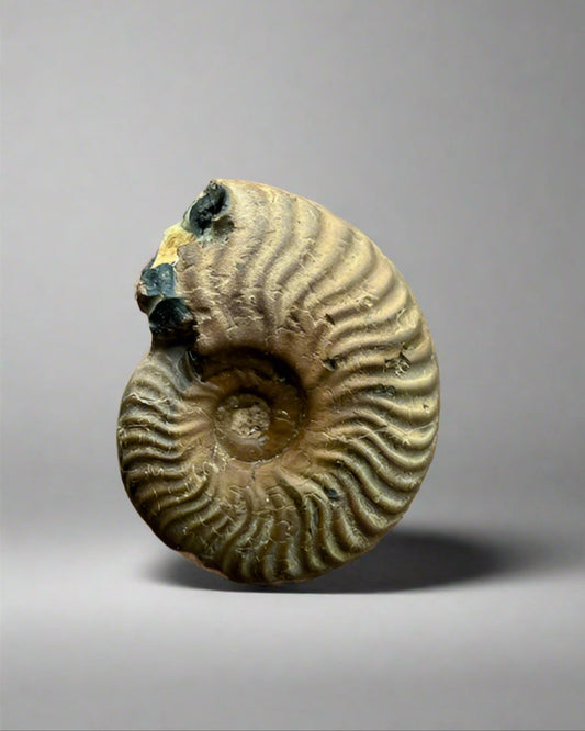 Small specimen Ammonite- set of 2.