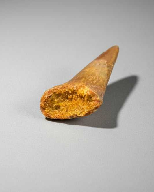 Pterosaur Tooth- Kem Kem Formation, Morocco. 3.1cm.