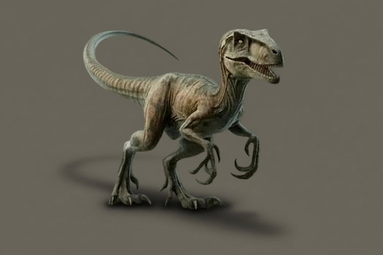 DINOSAUR CLAW COLLECTION: