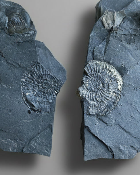 EXCAVATED & PREPARED BY COLLECTORS’ CABIN