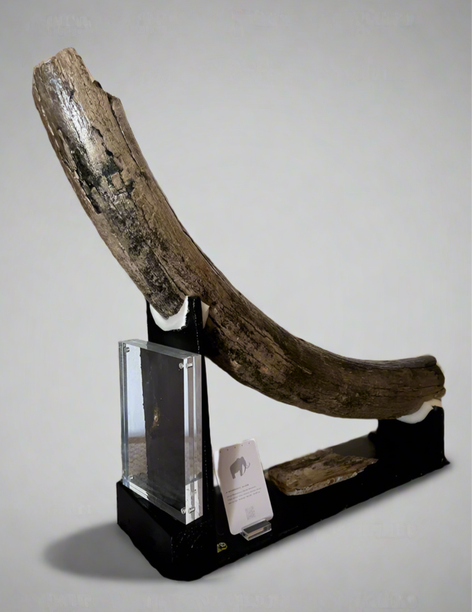 WOOLY MAMMOTH COLLECTION: