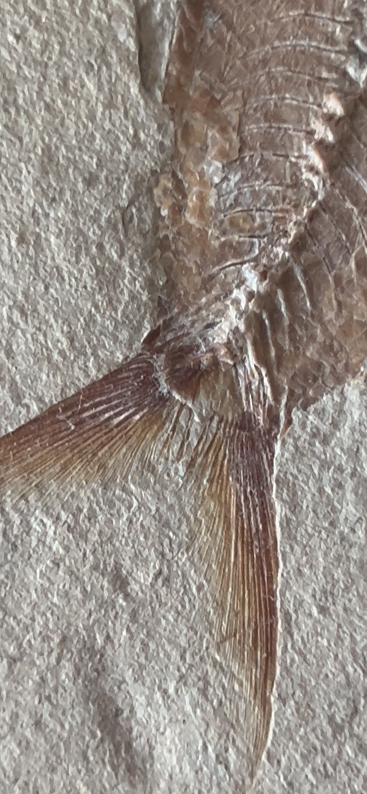 FOSSIL FISH COLLECTION