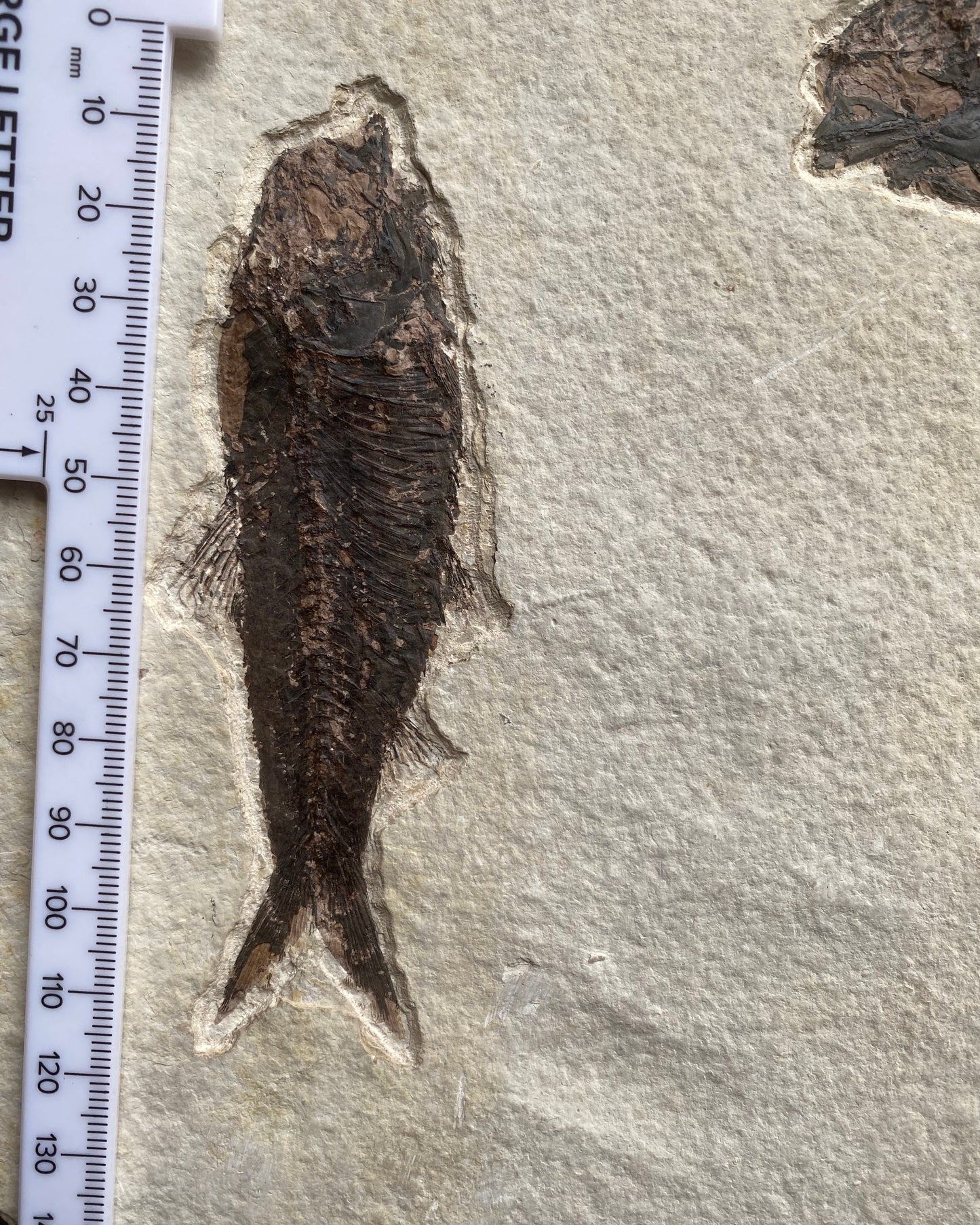 615mm Knightia Eoceana Mortality Slab - Eocene Epoch, Green River Formation, Wyoming, USA