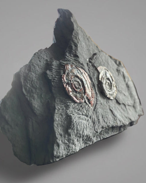 Multi Irridescent Psiloceras Planorbis Death Bed, Somerset Jurassic Coast, UK.