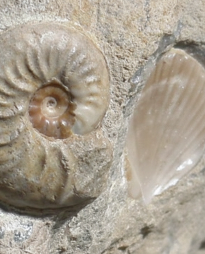 Ludwiga Ammonite with Two Pecten Bivalves on Limestone Matrix, Upper Jurassic, Burton Bradstock, Dorset, UK