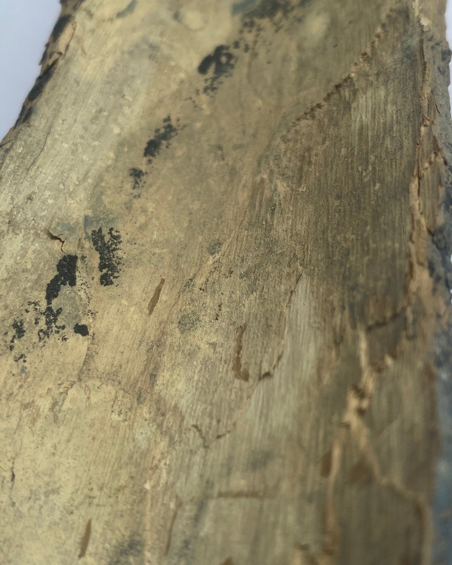 Woolly Mammoth Tusk Section (Large), Pleistocene Epoch - Permafrost find - Taimyr, Siberia, Russia