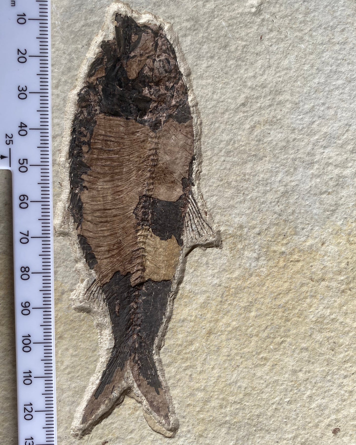 615mm Knightia Eoceana Mortality Slab - Eocene Epoch, Green River Formation, Wyoming, USA