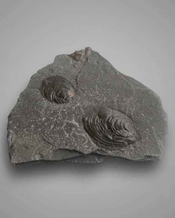 Jurassic Multi Bivalve Slab - Detailed Pseudomytiloides sp. - North Yorkshire Coast, England