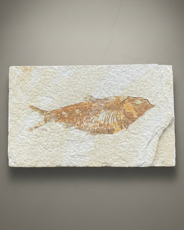 Colourful Knightia Fossil Fish On Matrix, Eocene - Green River Formation, Wyoming, USA